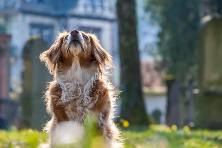 dog, attention, mixed breed dog, domestic dog, pet, furry, nature, furry dog, young, animal, fur, mammal, animal portrait, dog portrait, canine